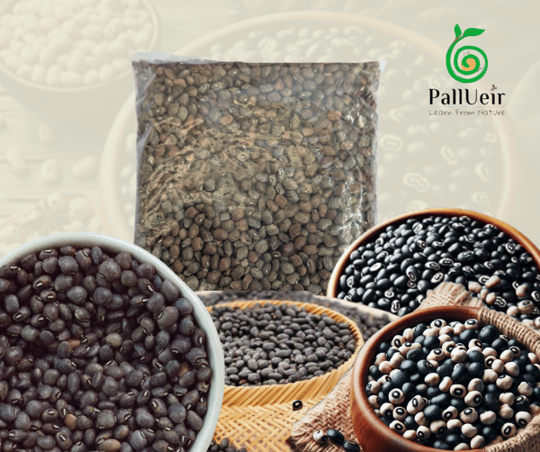 Black Cowpea | கறுப்பு கௌபி | 500g